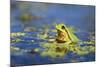 Italian Tree Frog Male in a Pond-null-Mounted Photographic Print