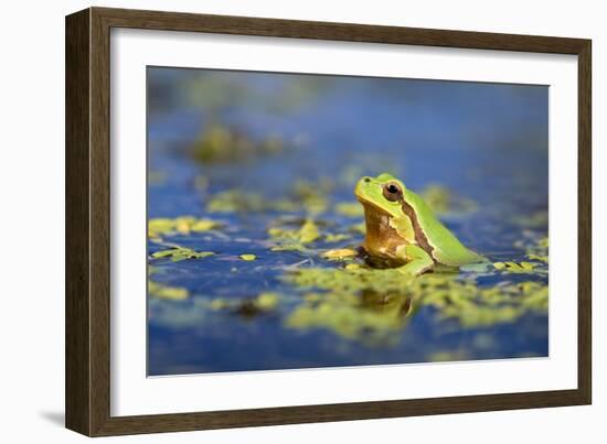 Italian Tree Frog Male in a Pond-null-Framed Photographic Print