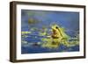 Italian Tree Frog Male in a Pond-null-Framed Photographic Print