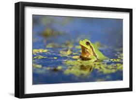 Italian Tree Frog Male in a Pond-null-Framed Photographic Print