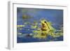 Italian Tree Frog Male in a Pond-null-Framed Photographic Print