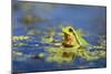 Italian Tree Frog Male in a Pond-null-Mounted Photographic Print