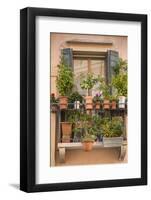 Italian Window Flowers III-Laura DeNardo-Framed Photographic Print