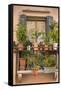 Italian Window Flowers III-Laura DeNardo-Framed Stretched Canvas