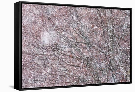 Italy, Abruzzo, Snowflakes Swirling around Almost Bare Trees, Campo Imperatore Area.-Vincenzo Mazza-Framed Stretched Canvas