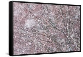 Italy, Abruzzo, Snowflakes Swirling around Almost Bare Trees, Campo Imperatore Area.-Vincenzo Mazza-Framed Stretched Canvas