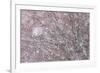 Italy, Abruzzo, Snowflakes Swirling around Almost Bare Trees, Campo Imperatore Area.-Vincenzo Mazza-Framed Photographic Print