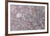 Italy, Abruzzo, Snowflakes Swirling around Almost Bare Trees, Campo Imperatore Area.-Vincenzo Mazza-Framed Photographic Print