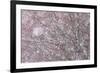 Italy, Abruzzo, Snowflakes Swirling around Almost Bare Trees, Campo Imperatore Area.-Vincenzo Mazza-Framed Photographic Print