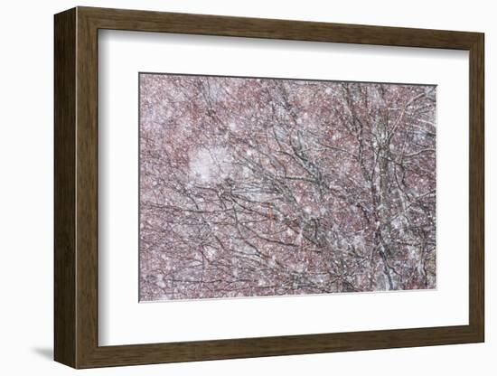 Italy, Abruzzo, Snowflakes Swirling around Almost Bare Trees, Campo Imperatore Area.-Vincenzo Mazza-Framed Photographic Print