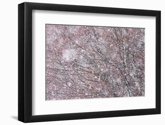 Italy, Abruzzo, Snowflakes Swirling around Almost Bare Trees, Campo Imperatore Area.-Vincenzo Mazza-Framed Photographic Print