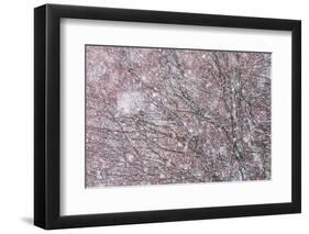 Italy, Abruzzo, Snowflakes Swirling around Almost Bare Trees, Campo Imperatore Area.-Vincenzo Mazza-Framed Photographic Print