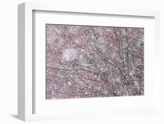 Italy, Abruzzo, Snowflakes Swirling around Almost Bare Trees, Campo Imperatore Area.-Vincenzo Mazza-Framed Photographic Print