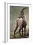 Italy, Alpine Ibex, Capra Ibex-Rainer Mirau-Framed Photographic Print