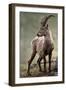 Italy, Alpine Ibex, Capra Ibex-Rainer Mirau-Framed Premium Photographic Print