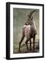 Italy, Alpine Ibex, Capra Ibex-Rainer Mirau-Framed Premium Photographic Print