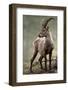 Italy, Alpine Ibex, Capra Ibex-Rainer Mirau-Framed Photographic Print