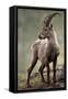 Italy, Alpine Ibex, Capra Ibex-Rainer Mirau-Framed Stretched Canvas