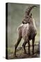 Italy, Alpine Ibex, Capra Ibex-Rainer Mirau-Stretched Canvas