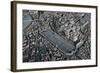 Italy, Ancient Rome, Plastic Model with Circus Maximus-null-Framed Giclee Print
