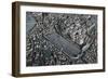 Italy, Ancient Rome, Plastic Model with Circus Maximus-null-Framed Giclee Print