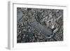 Italy, Ancient Rome, Plastic Model with Circus Maximus-null-Framed Giclee Print