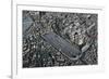 Italy, Ancient Rome, Plastic Model with Circus Maximus-null-Framed Giclee Print