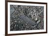 Italy, Ancient Rome, Plastic Model with Circus Maximus-null-Framed Giclee Print