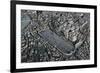 Italy, Ancient Rome, Plastic Model with Circus Maximus-null-Framed Giclee Print