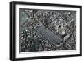 Black Frame