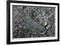 Gramercy Black