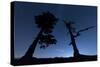 Italy, Calabria, Loricati Pines on the Pollino at Night-Alfonso Morabito-Stretched Canvas