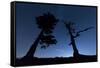 Italy, Calabria, Loricati Pines on the Pollino at Night-Alfonso Morabito-Framed Stretched Canvas