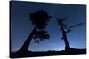 Italy, Calabria, Loricati Pines on the Pollino at Night-Alfonso Morabito-Stretched Canvas