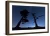 Italy, Calabria, Loricati Pines on the Pollino at Night-Alfonso Morabito-Framed Photographic Print