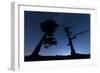 Italy, Calabria, Loricati Pines on the Pollino at Night-Alfonso Morabito-Framed Photographic Print