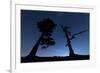 Italy, Calabria, Loricati Pines on the Pollino at Night-Alfonso Morabito-Framed Photographic Print