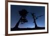 Italy, Calabria, Loricati Pines on the Pollino at Night-Alfonso Morabito-Framed Photographic Print