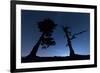 Italy, Calabria, Loricati Pines on the Pollino at Night-Alfonso Morabito-Framed Photographic Print