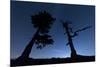 Italy, Calabria, Loricati Pines on the Pollino at Night-Alfonso Morabito-Mounted Photographic Print