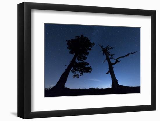 Italy, Calabria, Loricati Pines on the Pollino at Night-Alfonso Morabito-Framed Photographic Print
