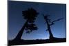 Italy, Calabria, Loricati Pines on the Pollino at Night-Alfonso Morabito-Mounted Photographic Print