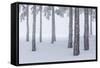 Italy, Emilia Romagna, Pines in Snow-Riccardo Rimondi-Framed Stretched Canvas