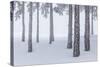 Italy, Emilia Romagna, Pines in Snow-Riccardo Rimondi-Stretched Canvas