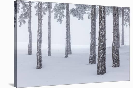 Italy, Emilia Romagna, Pines in Snow-Riccardo Rimondi-Stretched Canvas