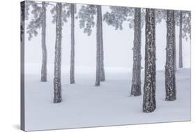 Italy, Emilia Romagna, Pines in Snow-Riccardo Rimondi-Stretched Canvas