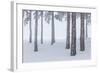 Italy, Emilia Romagna, Pines in Snow-Riccardo Rimondi-Framed Photographic Print