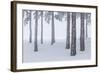 Italy, Emilia Romagna, Pines in Snow-Riccardo Rimondi-Framed Photographic Print