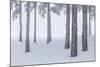 Italy, Emilia Romagna, Pines in Snow-Riccardo Rimondi-Mounted Photographic Print