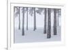 Italy, Emilia Romagna, Pines in Snow-Riccardo Rimondi-Framed Photographic Print